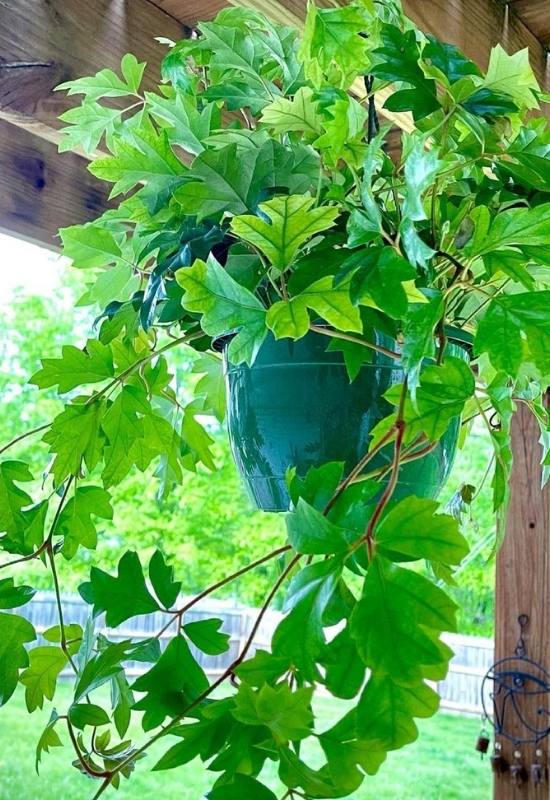 Kangaroo Vine (Cissus antarctica)