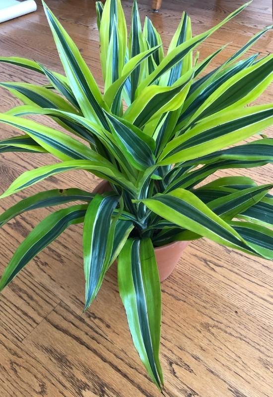 Lemon Surprise Dracaena (Dracaena fragrans ‘Lemon Surprise’)
