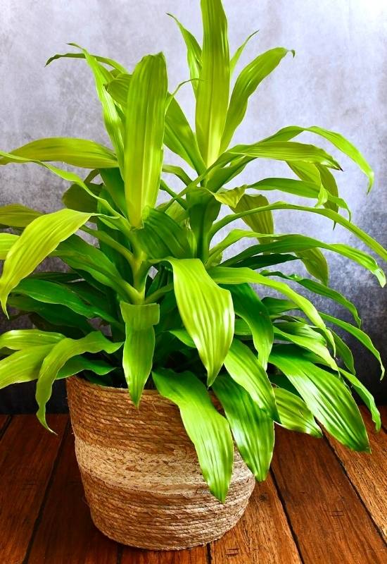 Limelight Dracaena (Dracaena fragrans ‘Limelight’)