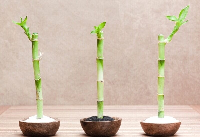 Lucky Bamboo (Dracaena Sanderiana) (1) Lucky Bamboo (Dracaena Sanderiana)