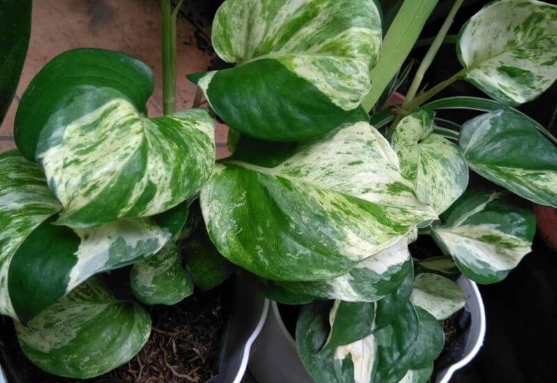 Manjula pothos Manjula pothos