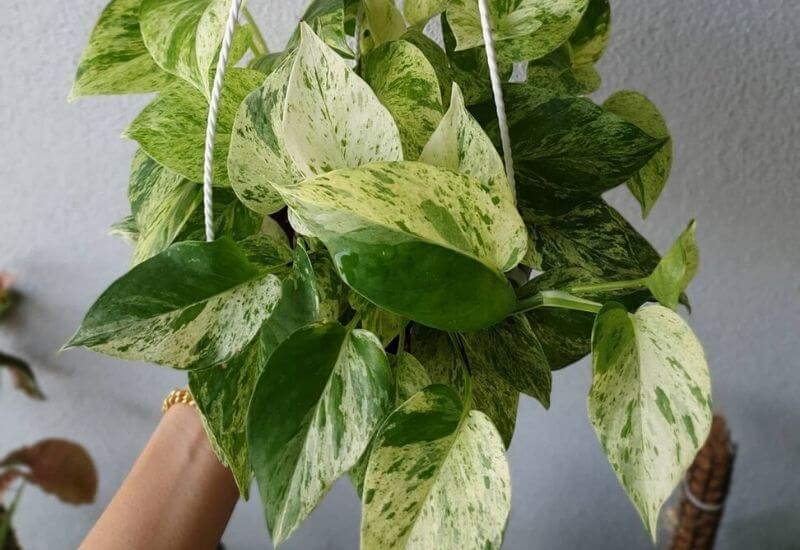Marble queen pothos Marble queen pothos