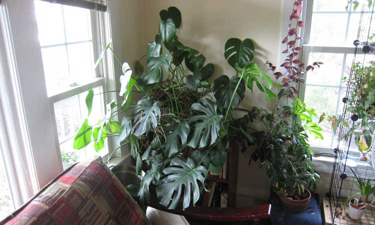 Monstera deliciosa indoors