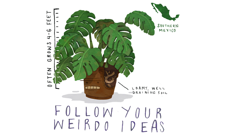 Monstera Deliciosa Care Guide
