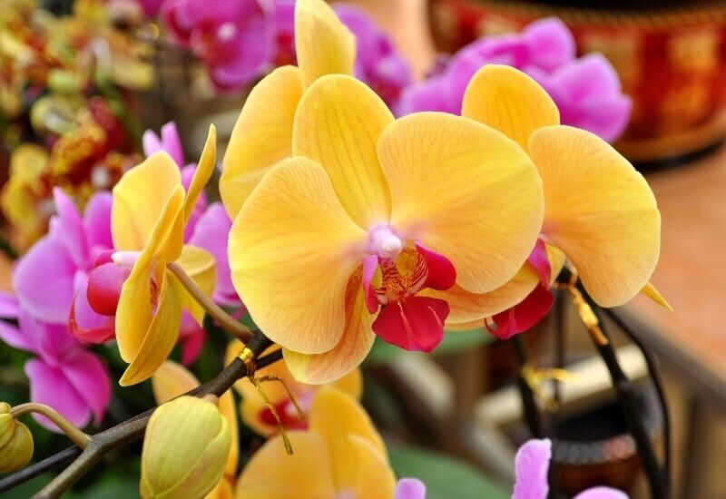 Moth Orchid (Phalaenopsis) Moth Orchid (Phalaenopsis)
