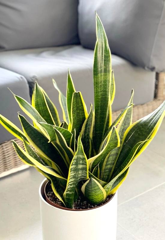 Mother in Law’s Tongue (Dracaena trifasciata)