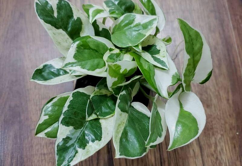 N-Joy pothos N-Joy pothos