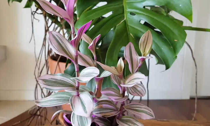 Nanouk in front of Monstera