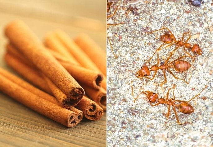 Natural ways of sending ants packing_ lemon juice in the saucer or on the pot (2) Natural ways of getting rid of ants: cinnamon sticks (or powder)
