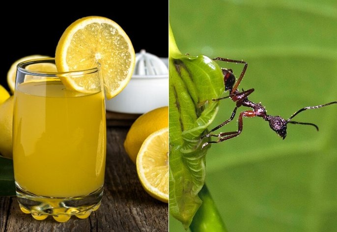 Natural ways of sending ants packing_ lemon juice in the saucer or on the pot Natural ways of sending ants packing: lemon juice in the saucer or on the pot