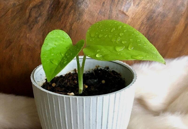 Neon pothos Neon pothos