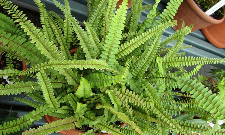 Nephrolepis cordifolia aka Lemon Buttons