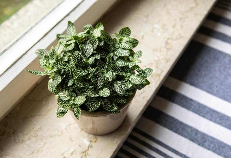 Nerve Plant (Fittonia) Nerve Plant (Fittonia)