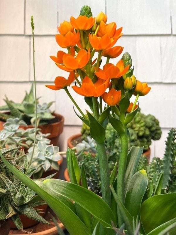 Ornithogalum dubium