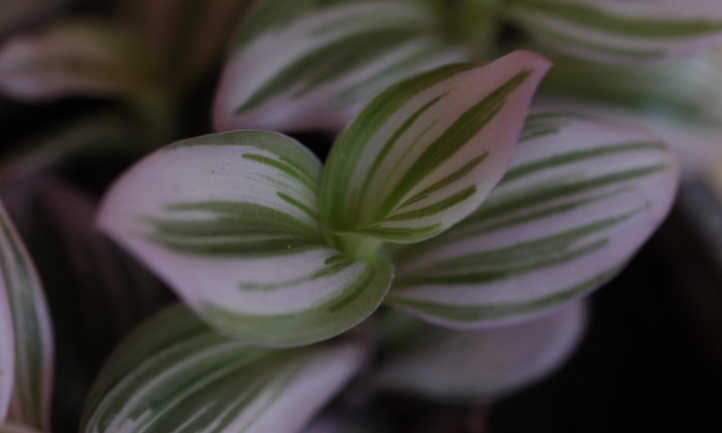Paler pinks on T nanouk
