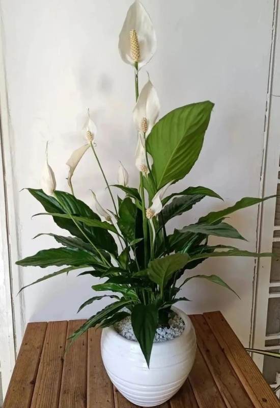 Peace Lily (Spathiphyllum spp.)