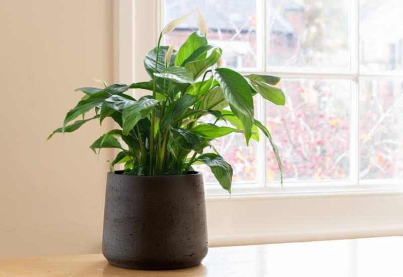 Peace Lily Peace Lily