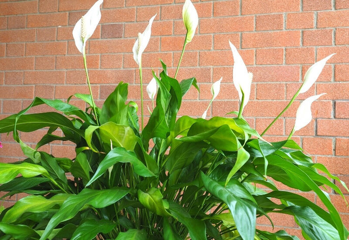 Peace lily drooping_ is it low humidity_ Peace lily drooping: is it low humidity?