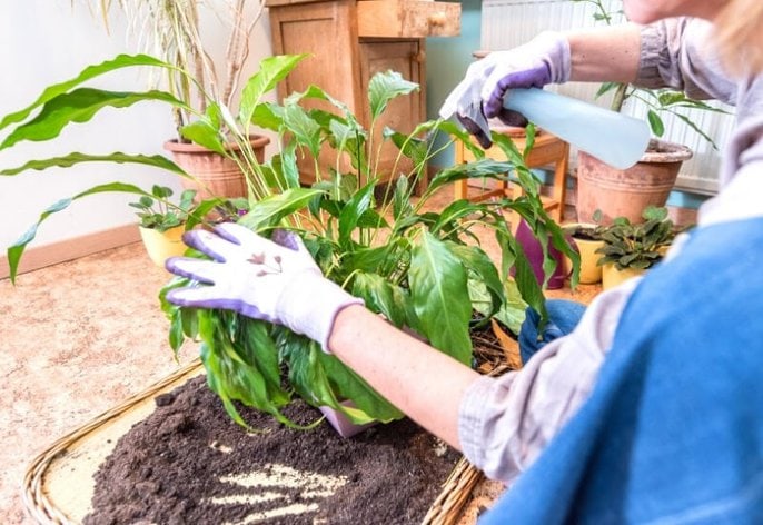 Peace lily drooping_ is it overwatering_ (1) Peace lily drooping: is it overwatering?