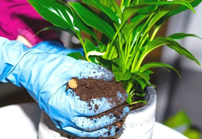 Peace lily drooping_ is it potting soil wrong_ Peace lily drooping: is it potting soil wrong?