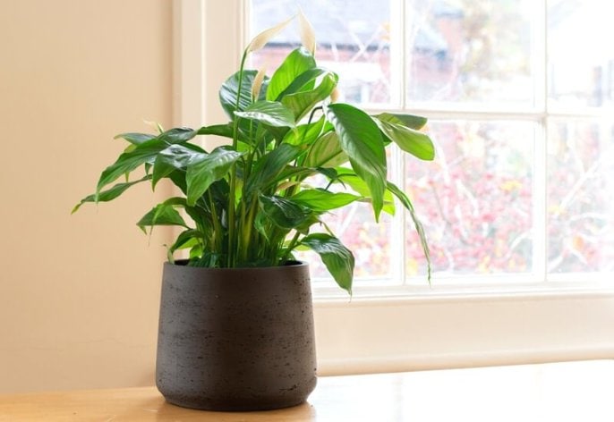 Peace lily drooping_ is it the light_ Peace lily drooping: is it the light?