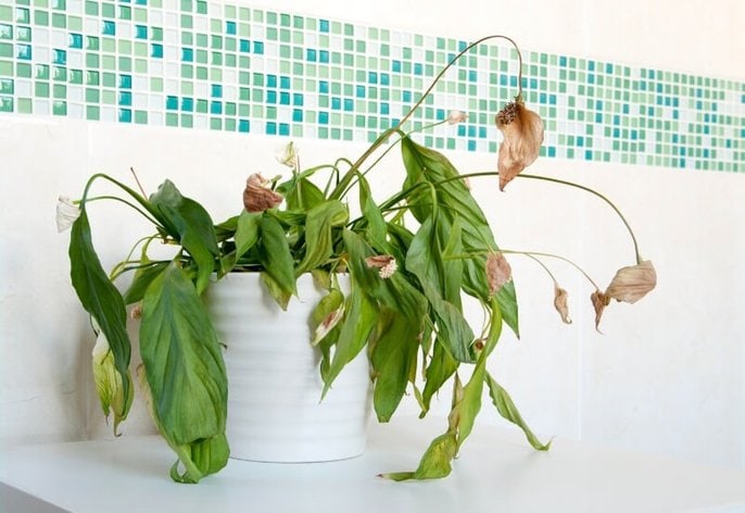 Peace lily drooping_ is it underwatering_ Peace lily drooping: is it underwatering?