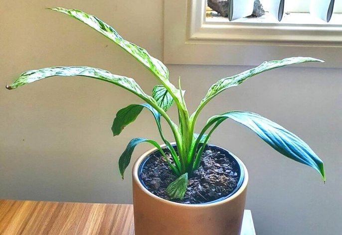 Peace lily drooping_ is the temperature wrong_ Peace lily drooping: is the temperature wrong?