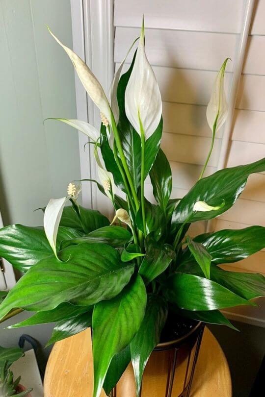 Peace lily Peace lily