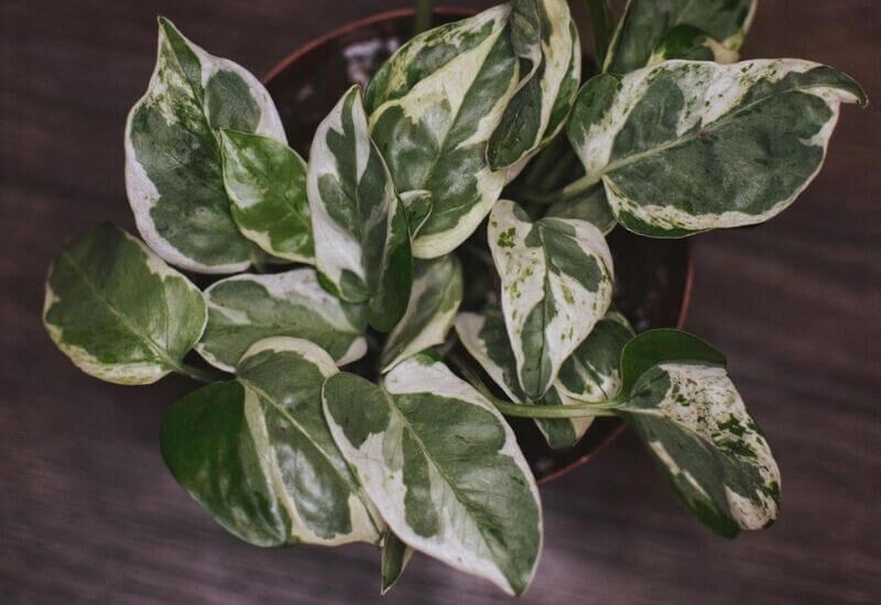 Pearls and jade pothos Pearls and jade pothos