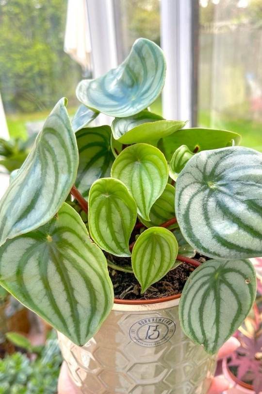 Peperomia Argyreia