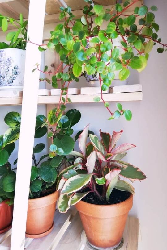 Peperomia Clusiifolia