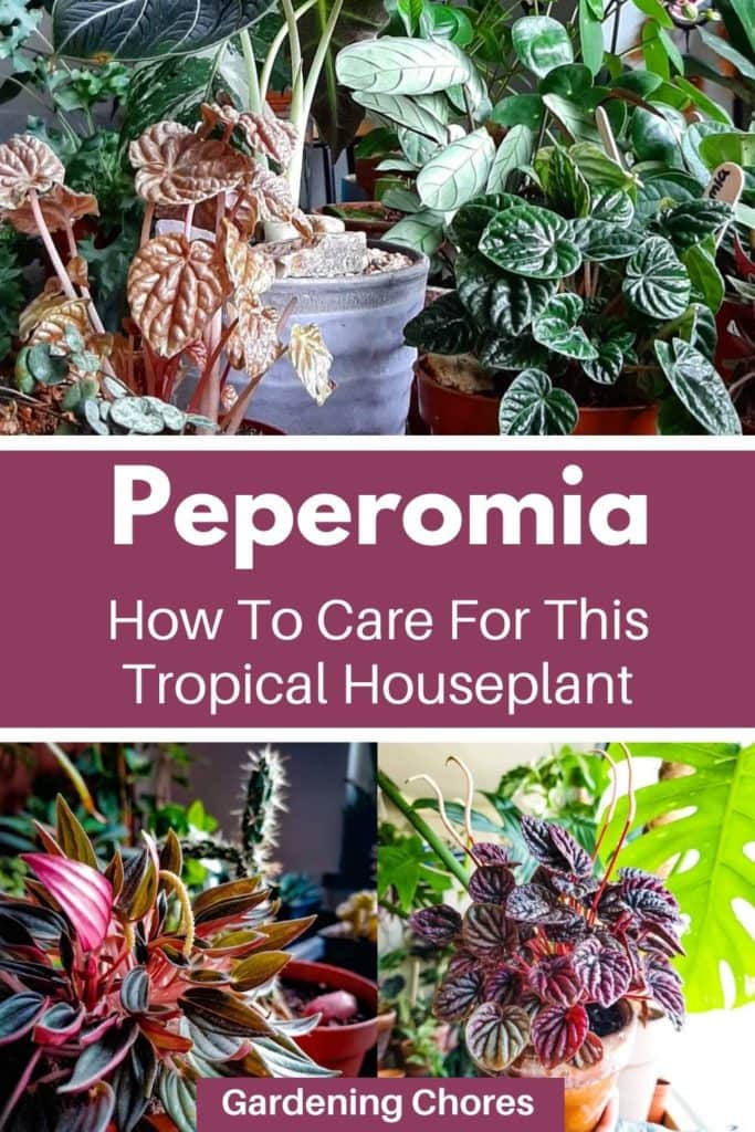 Peperomia Plant How To Grow and Care For This Tropical Houseplant