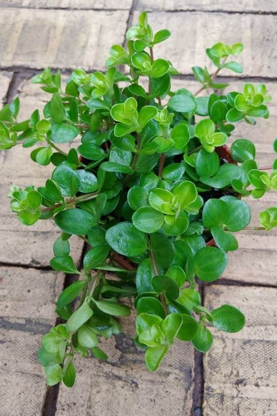 Peperomia Rotundifolia