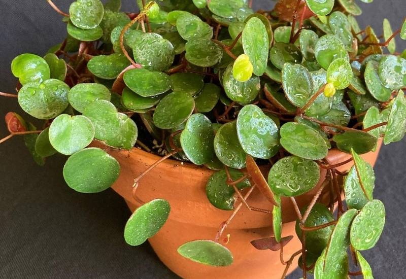 Peperomia Ruby Cascade Peperomia Ruby Cascade