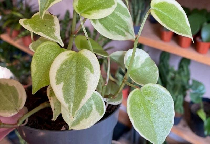 Peperomia Scandens Peperomia Scandens