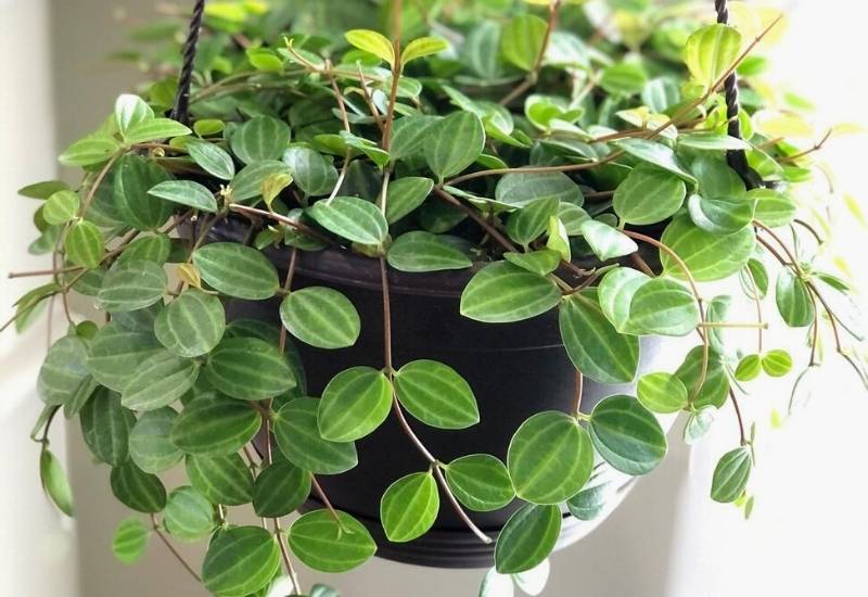 Peperomia angulata or Peperomia quadrangularis Peperomia angulata or Peperomia quadrangularis