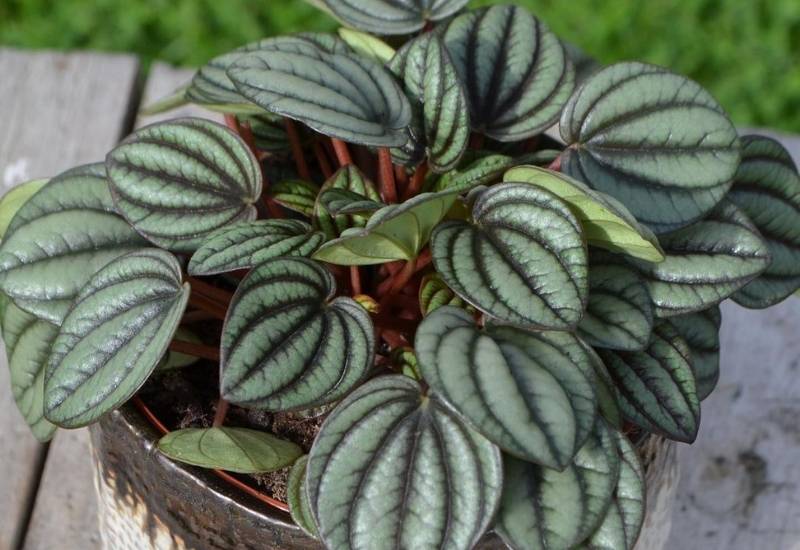 Peperomia caperata Emerald Peperomia caperata Emerald