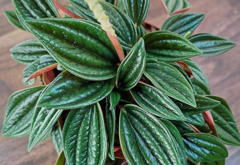 Peperomia caperata Rosso Peperomia caperata Rosso