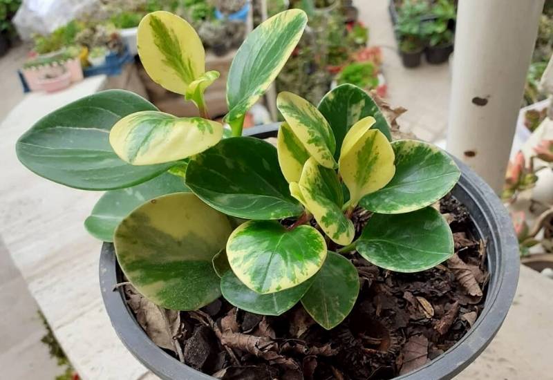 Peperomia obtusifolia Peperomia obtusifolia