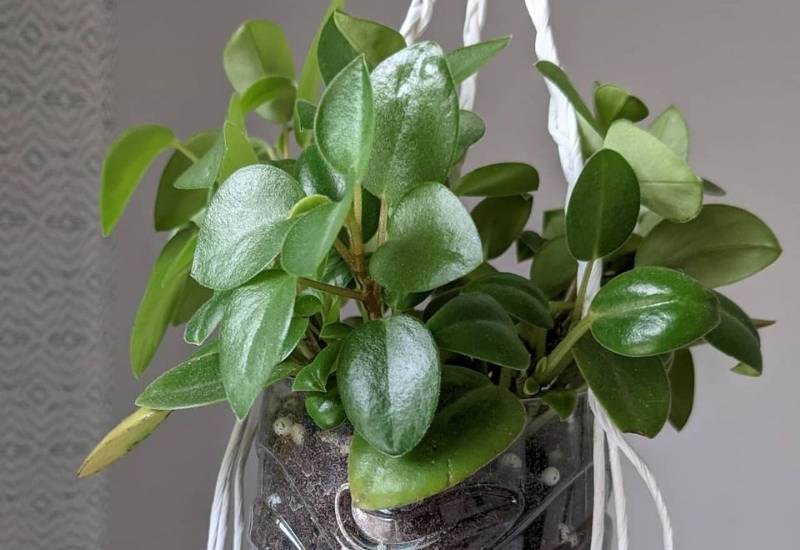 Peperomia orba Peperomia orba