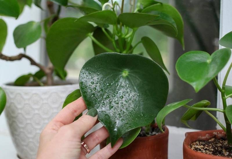 Peperomia polybotrya Peperomia polybotrya