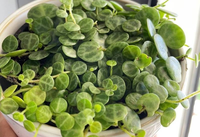 Peperomia prostrata Peperomia prostrata