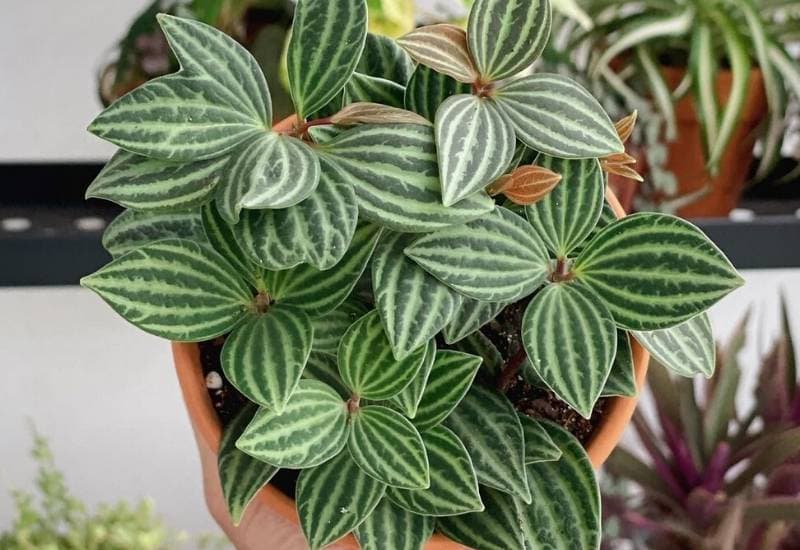 Peperomia puteolata Peperomia puteolata
