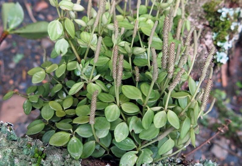 Peperomia tetraphylla Peperomia tetraphylla