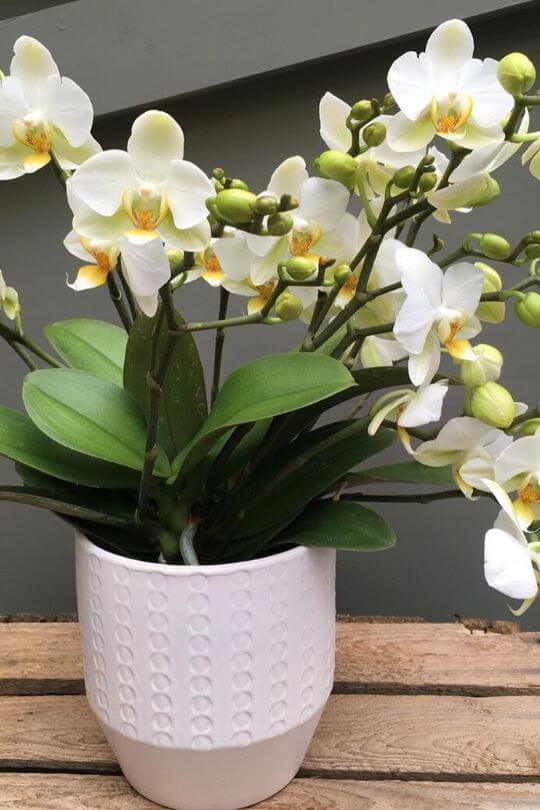 Phalaenopsis Phalaenopsis