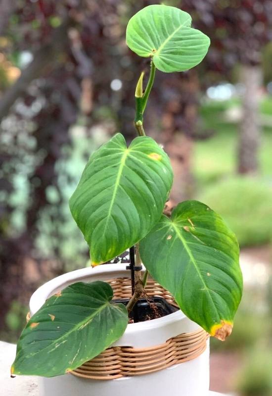 Philodendron Nanegalense (Philodendron nanegalense)
