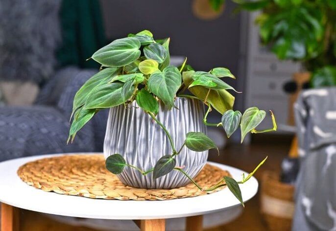 Philodendron variations (1) Philodendron variations