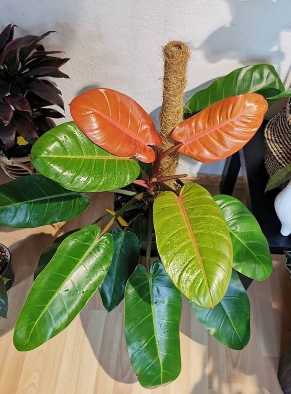 Philodendron ‘Prince Of Orange