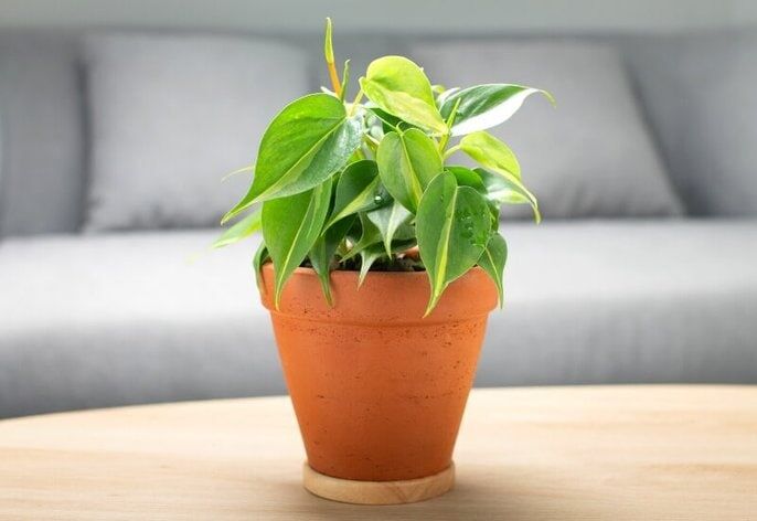 Philodendron Philodendron