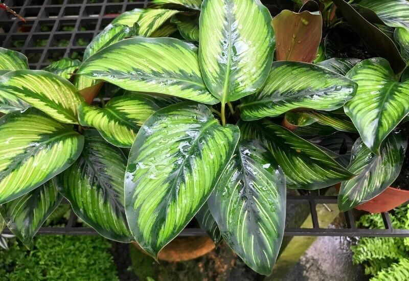 Pinstripe Calathea (Calathea Ornata) Pinstripe Calathea (Calathea Ornata)